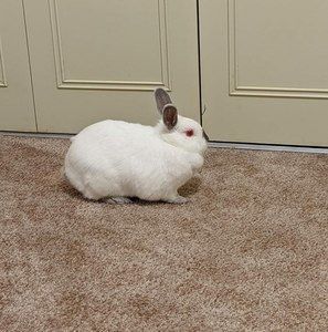 Meet your Posher, Brenda